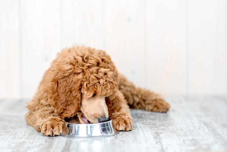 https://www.akc.org/wp-content/uploads/2021/01/Poodle-puppy-eating-from-a-bowl-indoors.jpeg