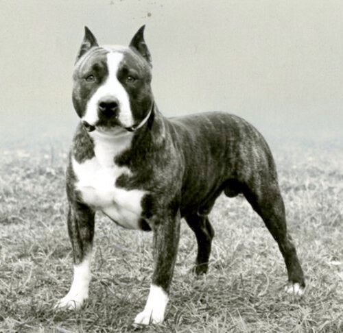 American Staffordshire Terrier History: How the AmStaff Separated From the 