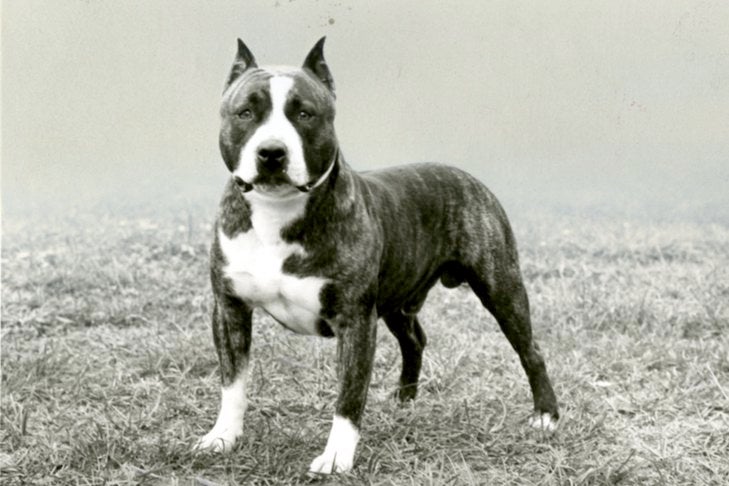 American Staffordshire Terrier History: How the AmStaff Separated