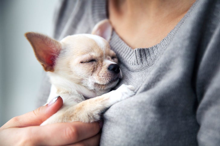 chihuahua puppy in the hands of a girl with a nice manicure. chihuahua fun facts