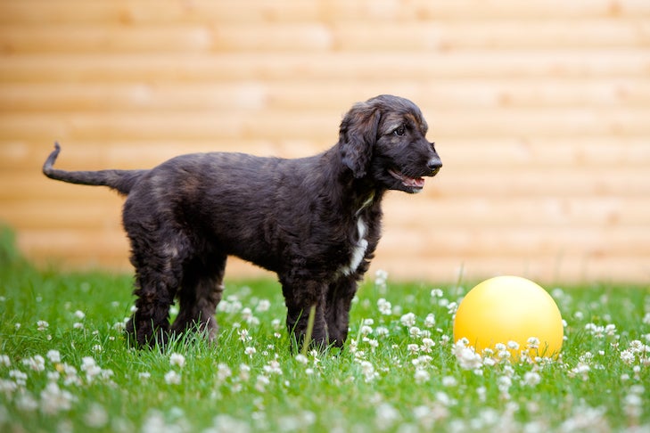 https://www.akc.org/wp-content/uploads/2021/03/Afghan-Hound-puppy-playing-with-a-ball-in-the-backyard.jpg