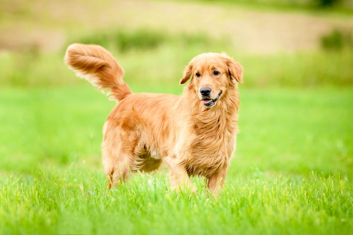 how to trim golden retriever tail feathers