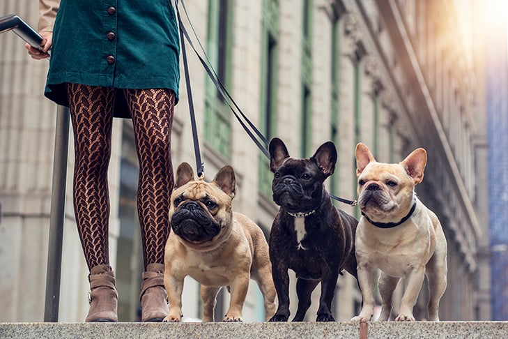 Frenchie pet products made for French Bulldogs sizing & health needs