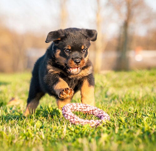 when to train rottweiler puppy? 2