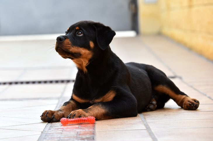 how hard is it to train a rottweilers bite