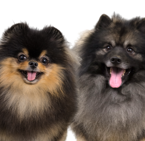 vs Keeshond: Similarities & American Kennel Club
