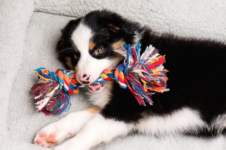 https://www.akc.org/wp-content/uploads/2021/04/Australian-Shepherd-puppy-laying-down-in-its-bed-with-a-rope-toy.jpeg