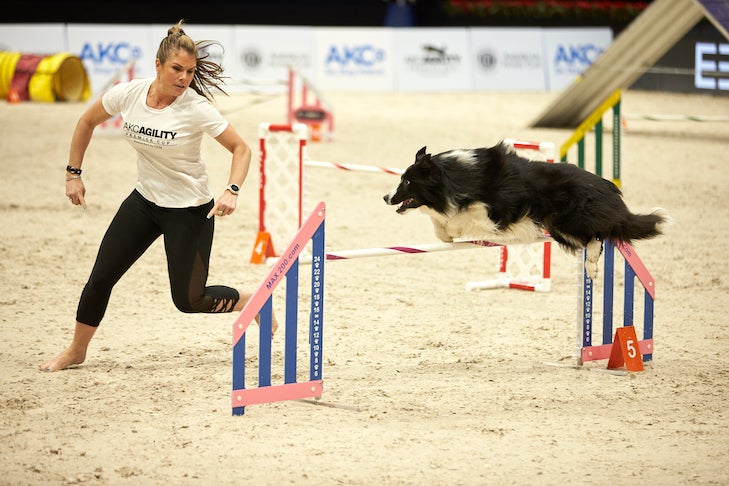 How Do Dog Agility Competitions Work? – American Kennel Club