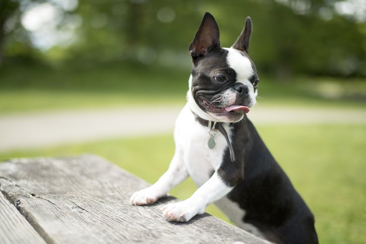 https://www.akc.org/wp-content/uploads/2021/05/Boston-Terrier-puppy-standing-up-on-a-picnic-table-outdoors.jpg