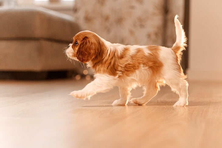 cavalier king charles spaniel cachorro a caminar en el interior en el piso