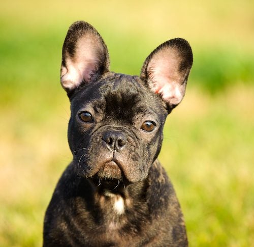 French Bulldog, Description, Care, Temperament, & Facts