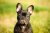 French Bulldog puppy head portrait outdoors.