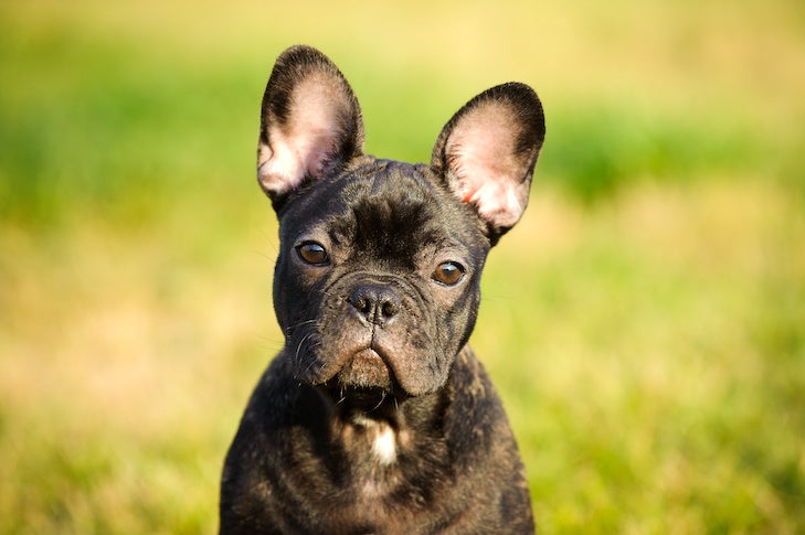 are french bulldogs related to pitbulls