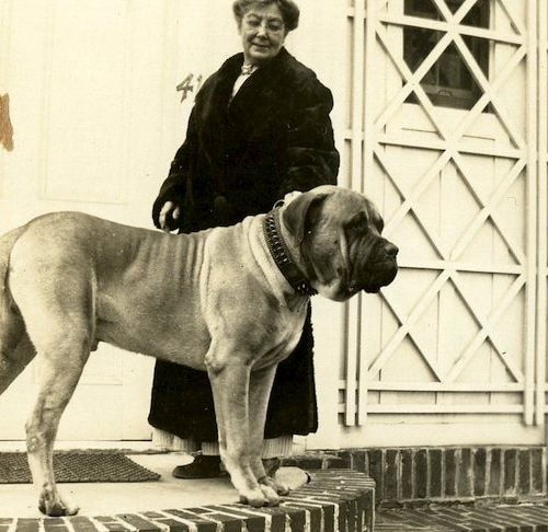 biggest dog in the world english mastiff