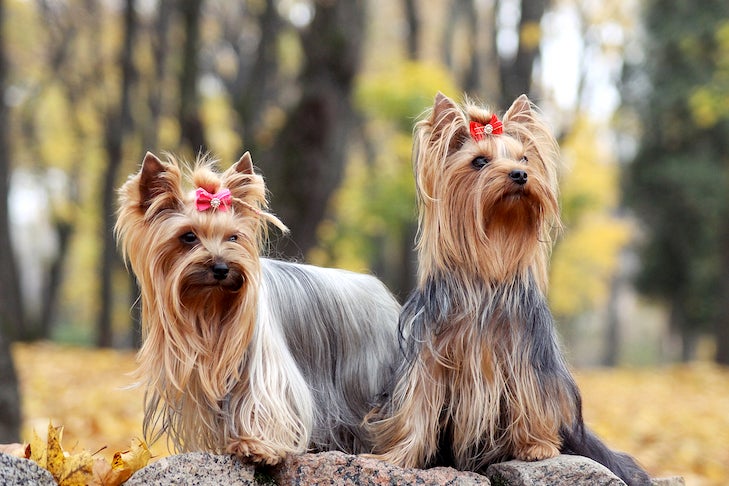 729px x 486px - Are We Gender-Stereotyping Our Dogs? â€“ American Kennel Club