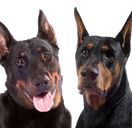 Beauceron vs. Doberman: to Tell the Difference – American Club
