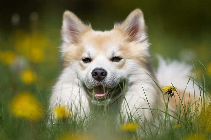 how to treat a hornet sting on a dog