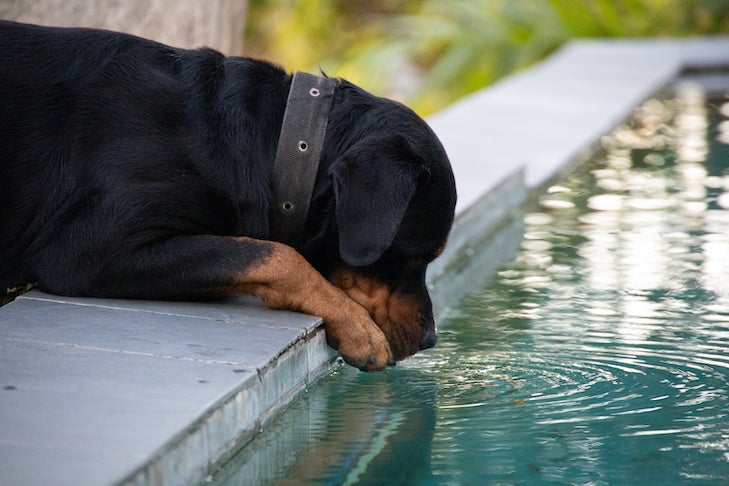 how do you stop a dog from drinking from a fountain
