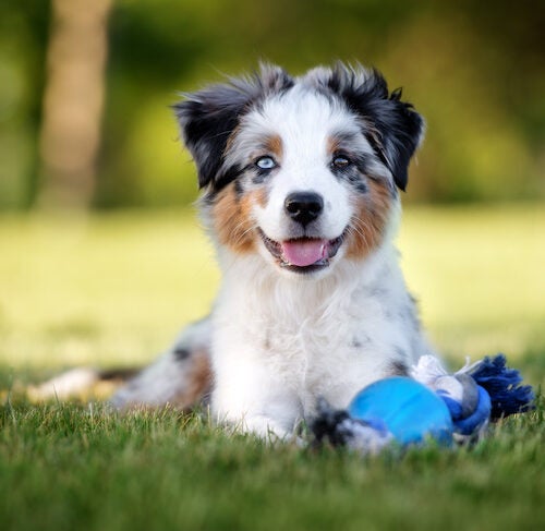 https://www.akc.org/wp-content/uploads/2021/07/Australian-Shepherd-puppy-3-months-old-laying-down-in-the-shade-with-a-toy-500x487.jpeg