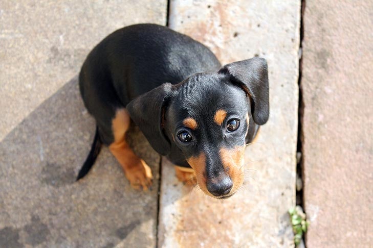 How To Train A Dachshund Puppy – American Kennel Club