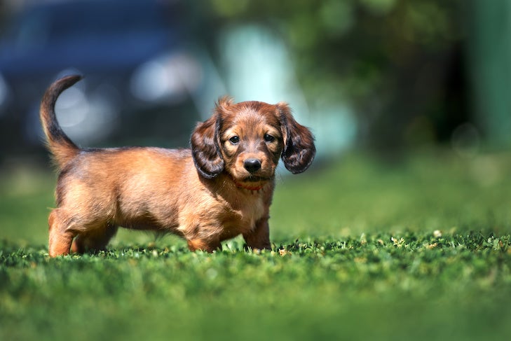 how much is a mini dachshund puppy