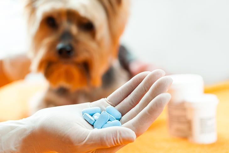 can dogs take anti inflammatory drugs
