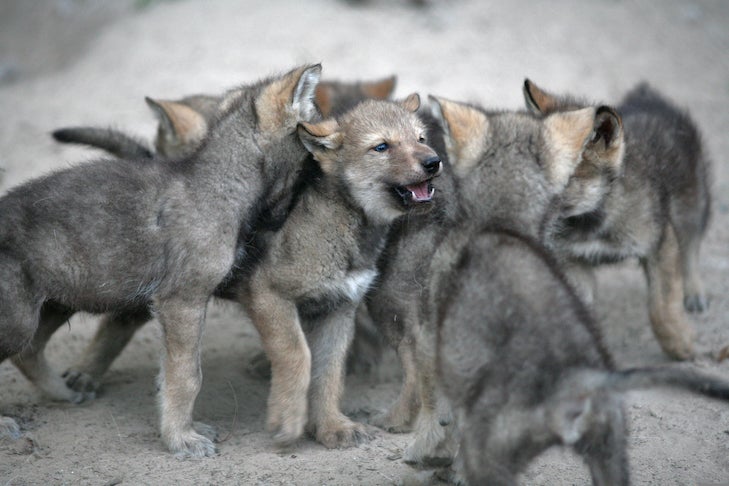 gray wolf pups with parents