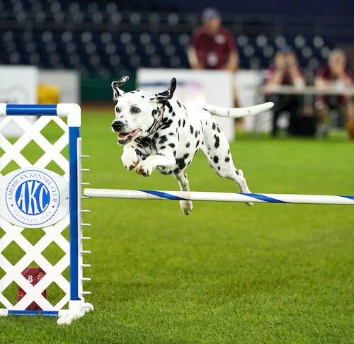 2nd Annual Bark in the Park - A Doggy Expo - 93.7 K COUNTRY