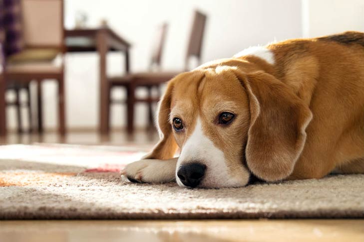 What to Look for in a Rug That Will Survive Your Dog - This Dogs Life