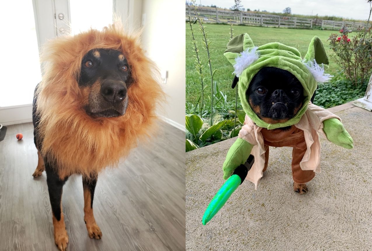 Large Dog Halloween Costume That Are Easy to Make or Buy