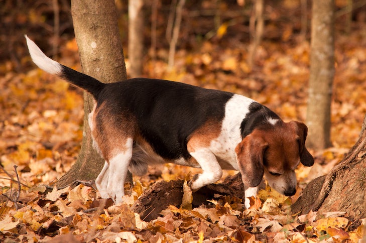 Can Dogs Eat Acorns and Other Tree Nuts? â€“ American Kennel Club