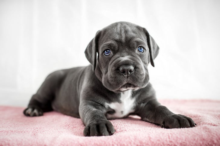 Cane Corso puppy gets out of the box on a white background