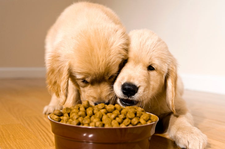 https://www.akc.org/wp-content/uploads/2021/10/Two-Golden-Retriever-puppies-eating-kibble-from-the-same-bowl.jpg