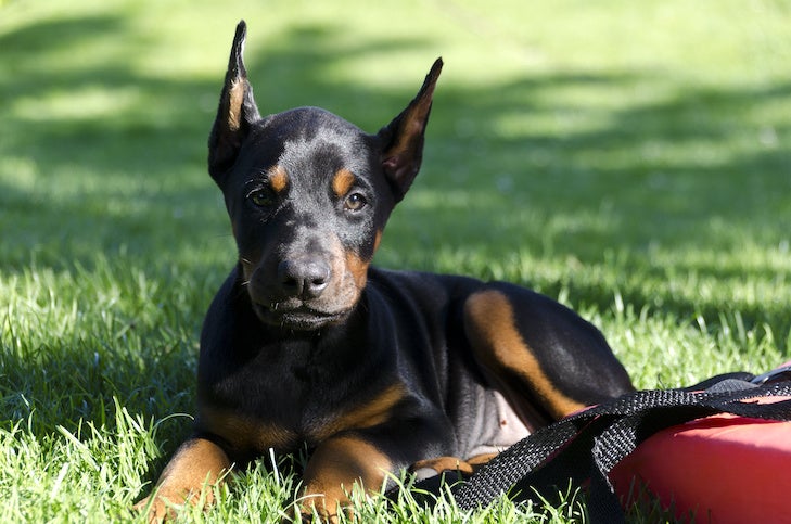 are doberman pinschers born with tails