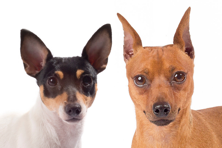 Toy Fox Terrier Vs. Miniature Pinscher: Differences & Similarities