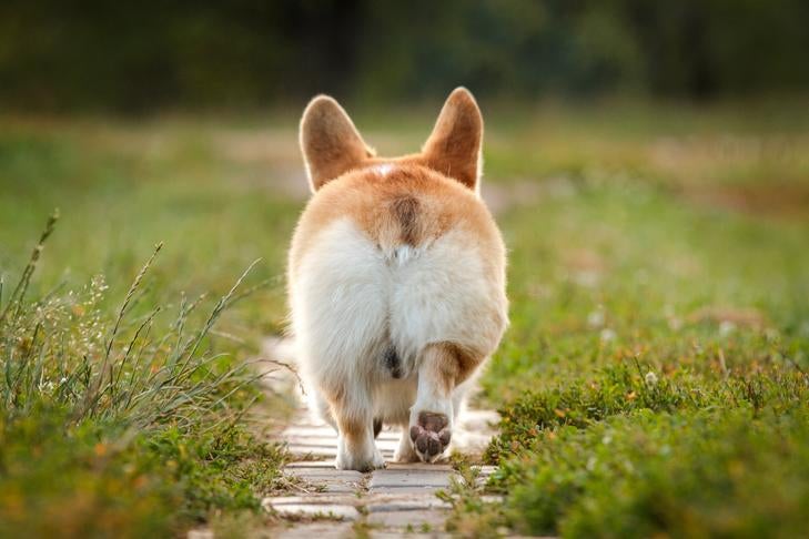 Although dogs dont get hemorrhoids, they can have problems with their anus and rectum, just like people can. Learn what signs to watch for.