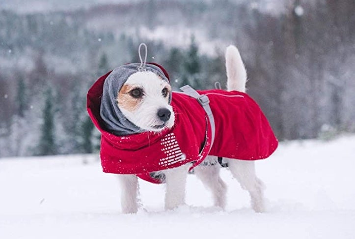 Do Dogs Need Clothes in Winter? Experts Weigh In on Dog Coats